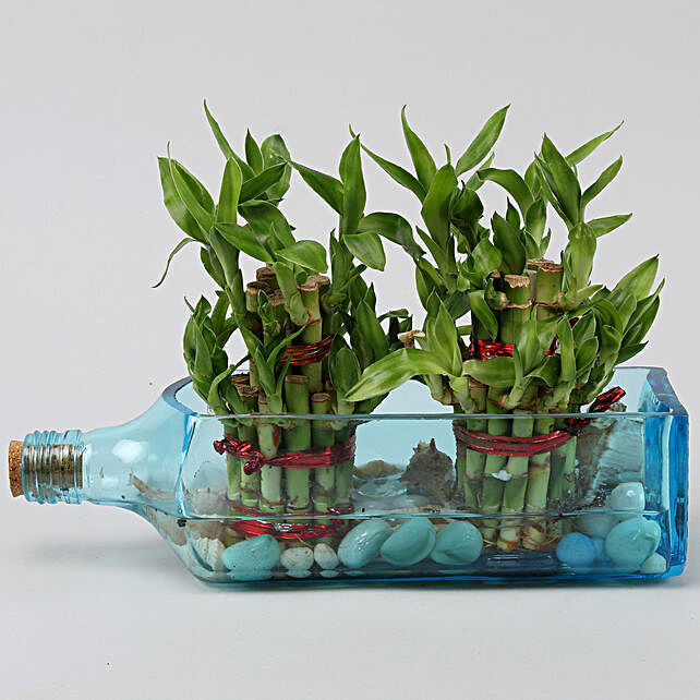 Two Lucky Bamboo In Bombay Sapphire Bottle Planter
