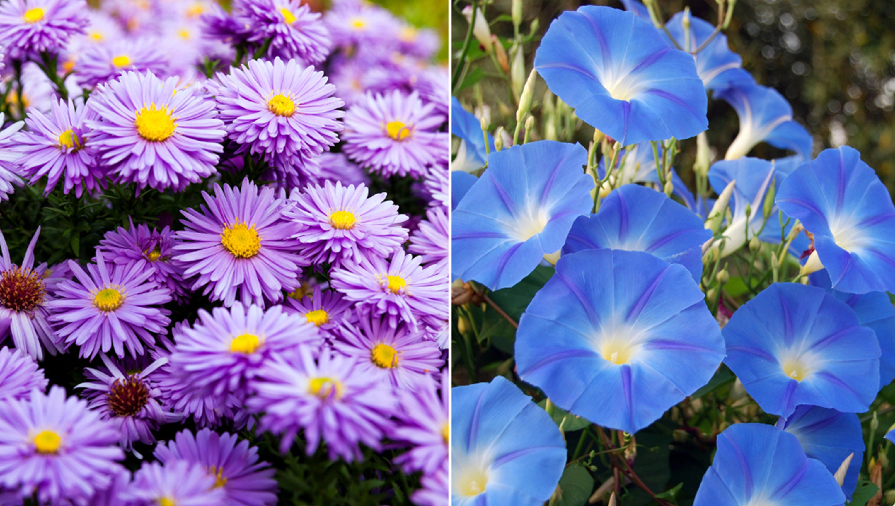 September Month Flowers: My Birth Flower? Flower for September Born