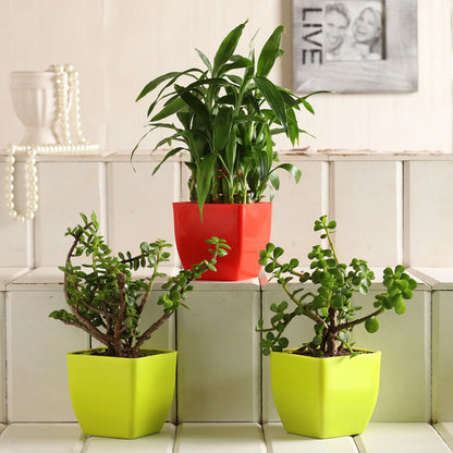 2 Layer Bamboo Jade Plant Set