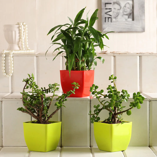 2 Layer Bamboo Jade Plant Set