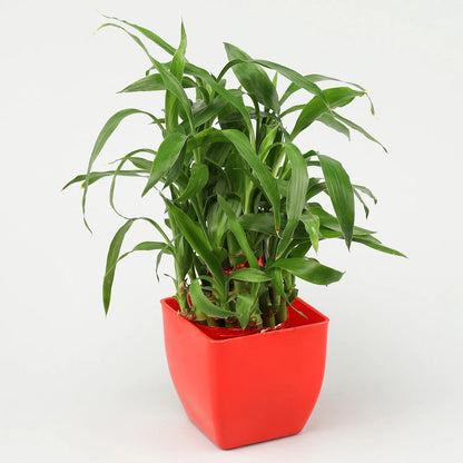 2 Layer Bamboo Jade Plant Set