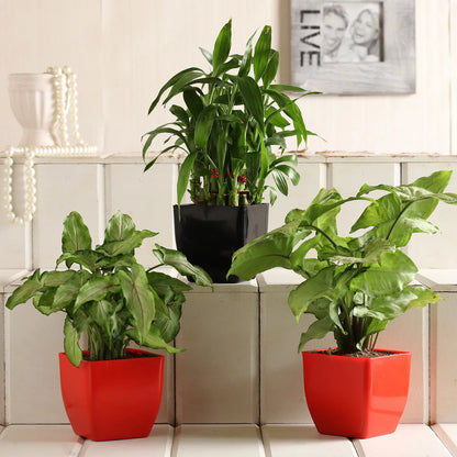 2 Layer Bamboo Syngonium Plant Set