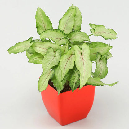 2 Layer Bamboo Syngonium Plant Set