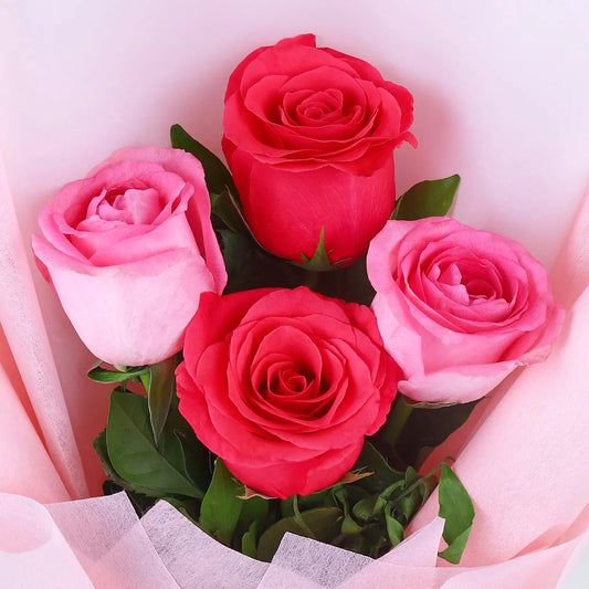 Aqua Pink Roses Rosy Blooms