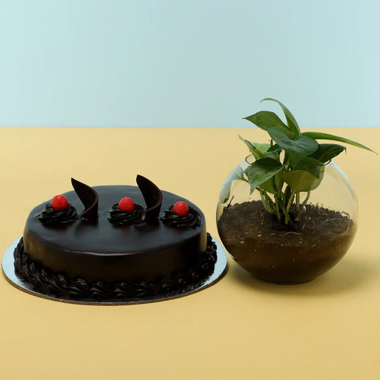 Truffle Cake & Money Plant