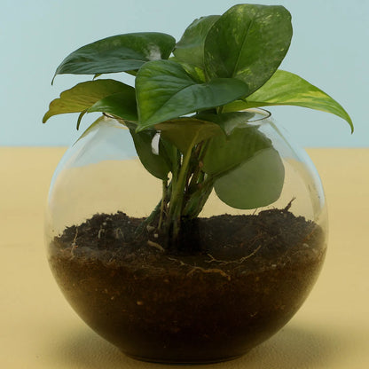 Truffle Cake & Money Plant