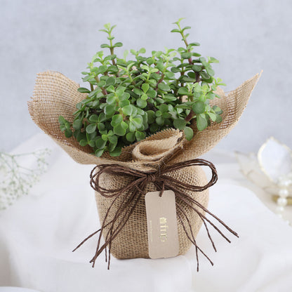 Forever Grateful Jade Plant Pot