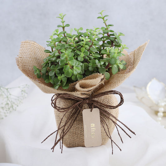Forever Grateful Jade Plant Pot