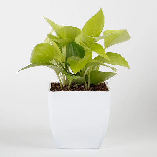 Golden Money Plant in White Imported Plastic Pot
