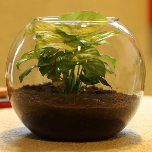 Golden Syngonium Plant In Glass Vase