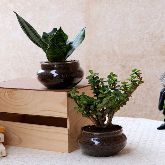 Green Sansevieria Jada Plant In  Bowls