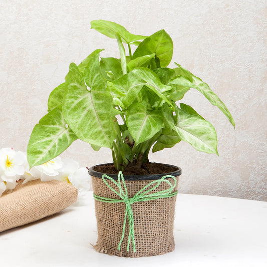 Hue of Green Syngonium Plant