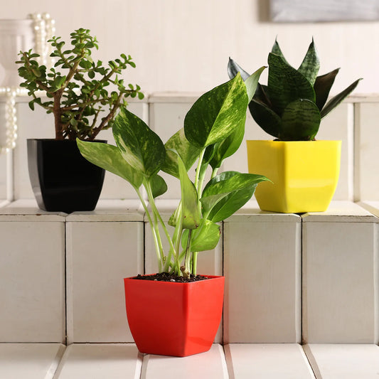 Jade Money Sansevieria Plant Set