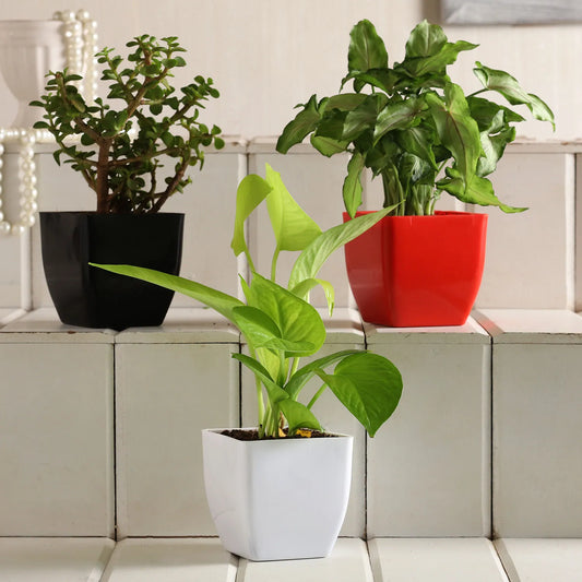 Jade Money Syngonium Plant Set