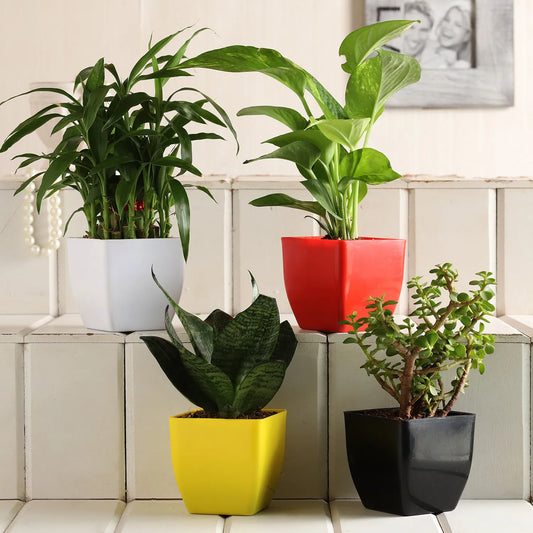 Jade Sansevieria Bamboo Money Plant Set