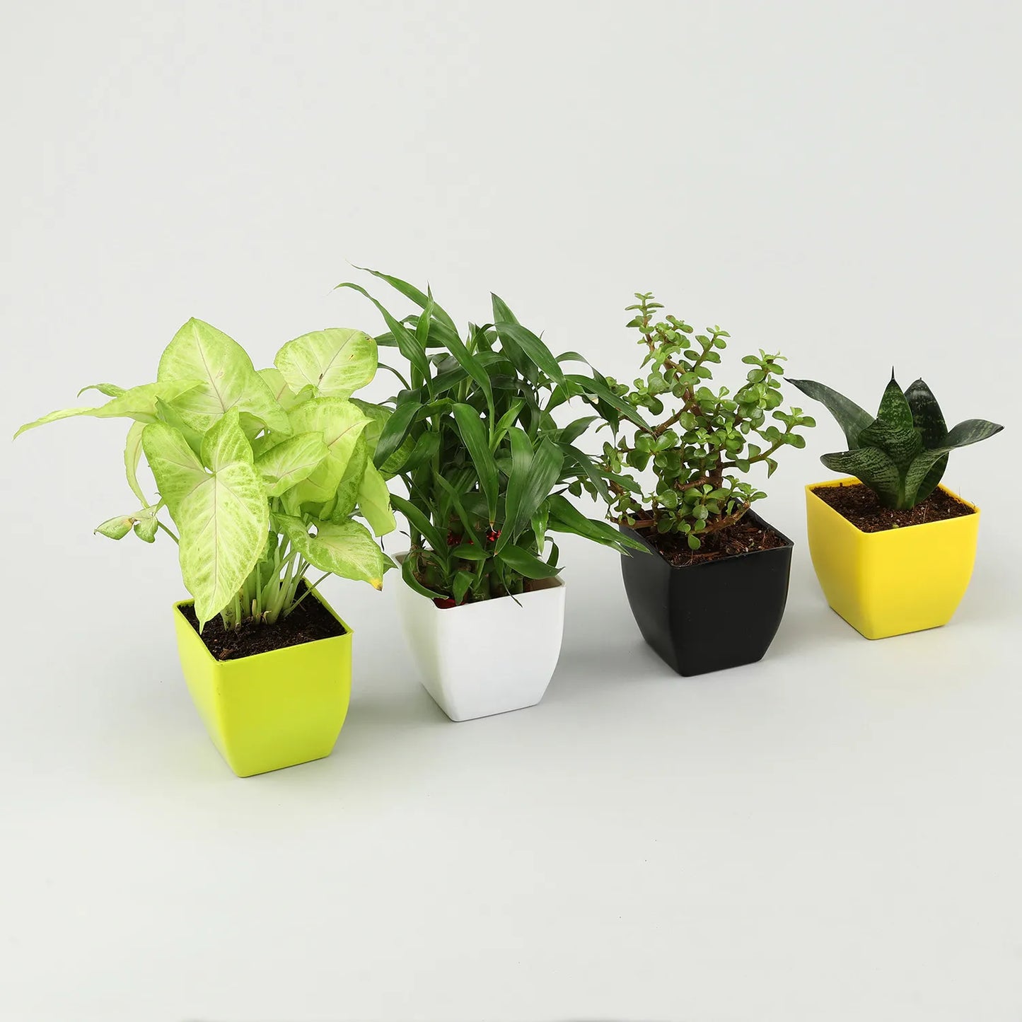 Jade Sansevieria Bamboo Syngonium Plant Set
