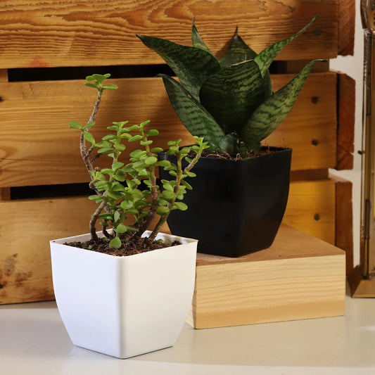Jade Sansevieria Plant Set