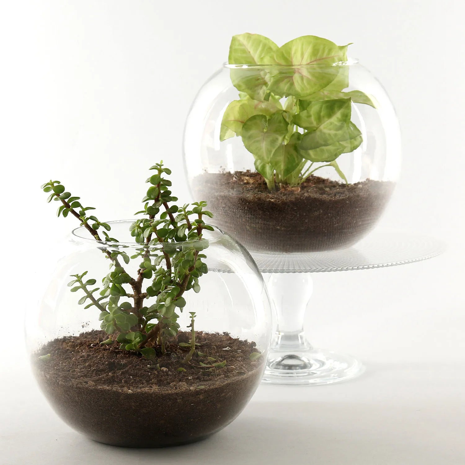 jade terrarium plant Jade & Syngonium Plant Terrarium Set – Mad For Gifts
