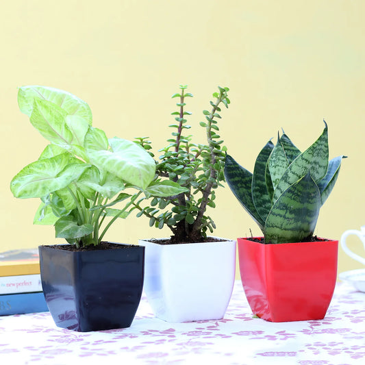 Leafy House Plants Combo