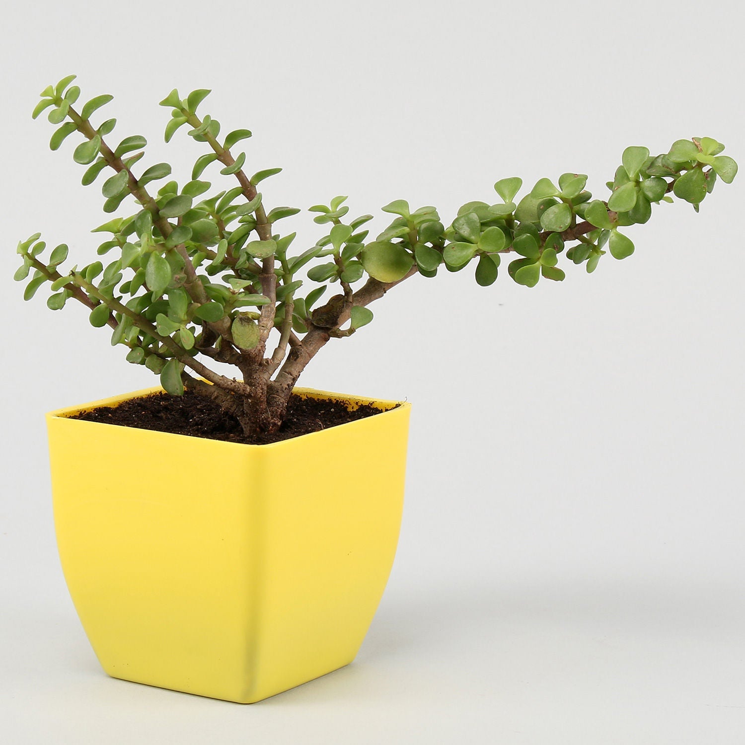 jade plant yellow Lively Jade Plant in Yellow Plastic Pot – Mad For Gifts