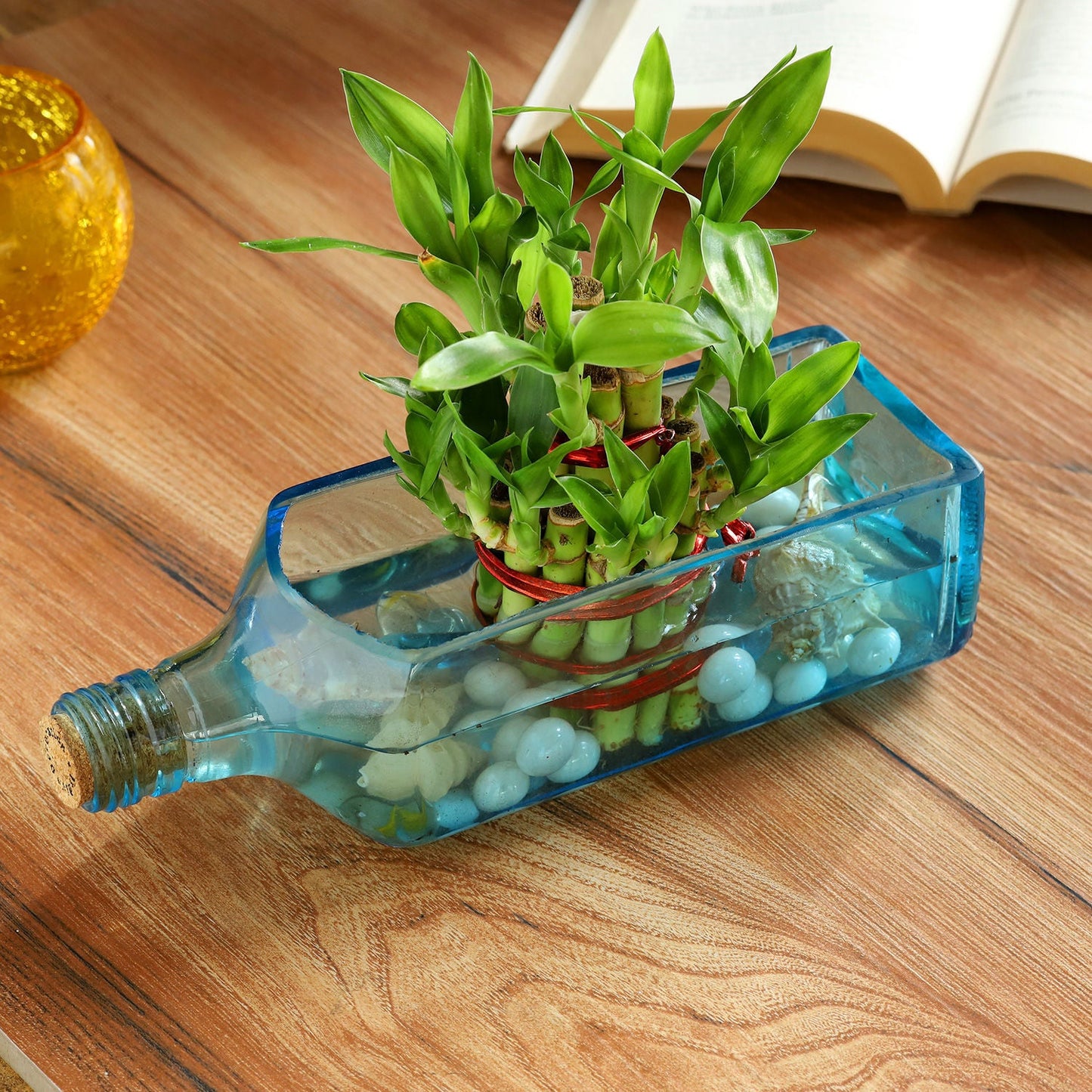 lucky bamboo book Lucky Bamboo Bombay Sapphire Bottle Planter – Mad For Gifts