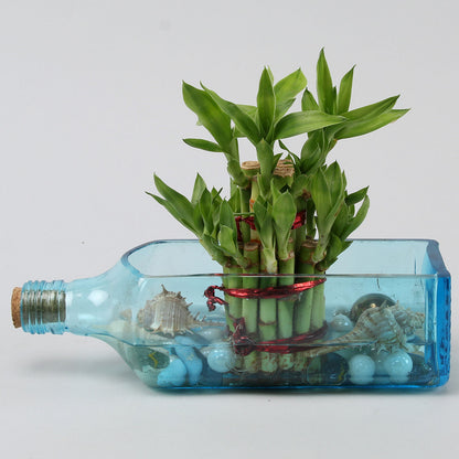 bottled water for lucky bamboo Lucky Bamboo Bombay Sapphire Bottle Planter – Mad For Gifts