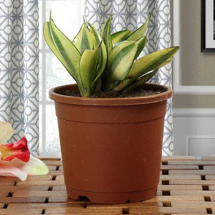 Lush Green Sansevieria Plant