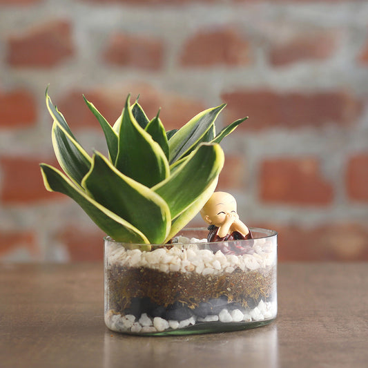 Milt Sansevieria Plant Oval Jar Terrarium