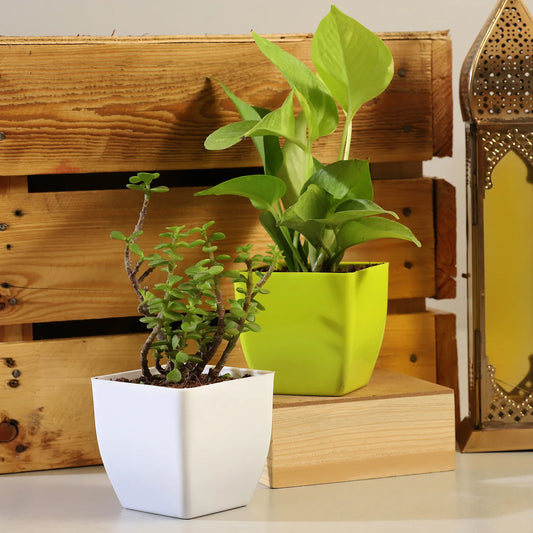 Money Jade Plant Set