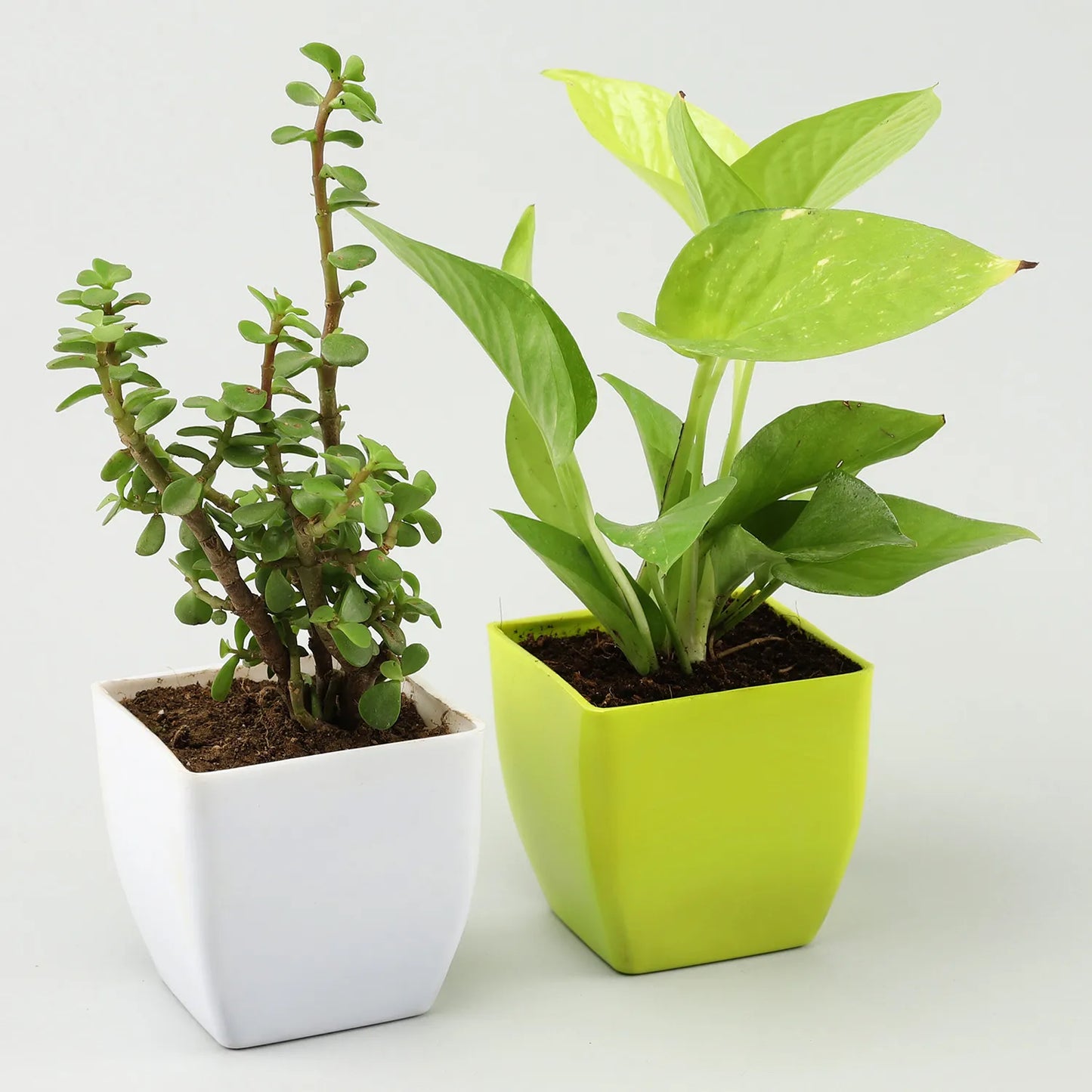 Money Jade Plant Set