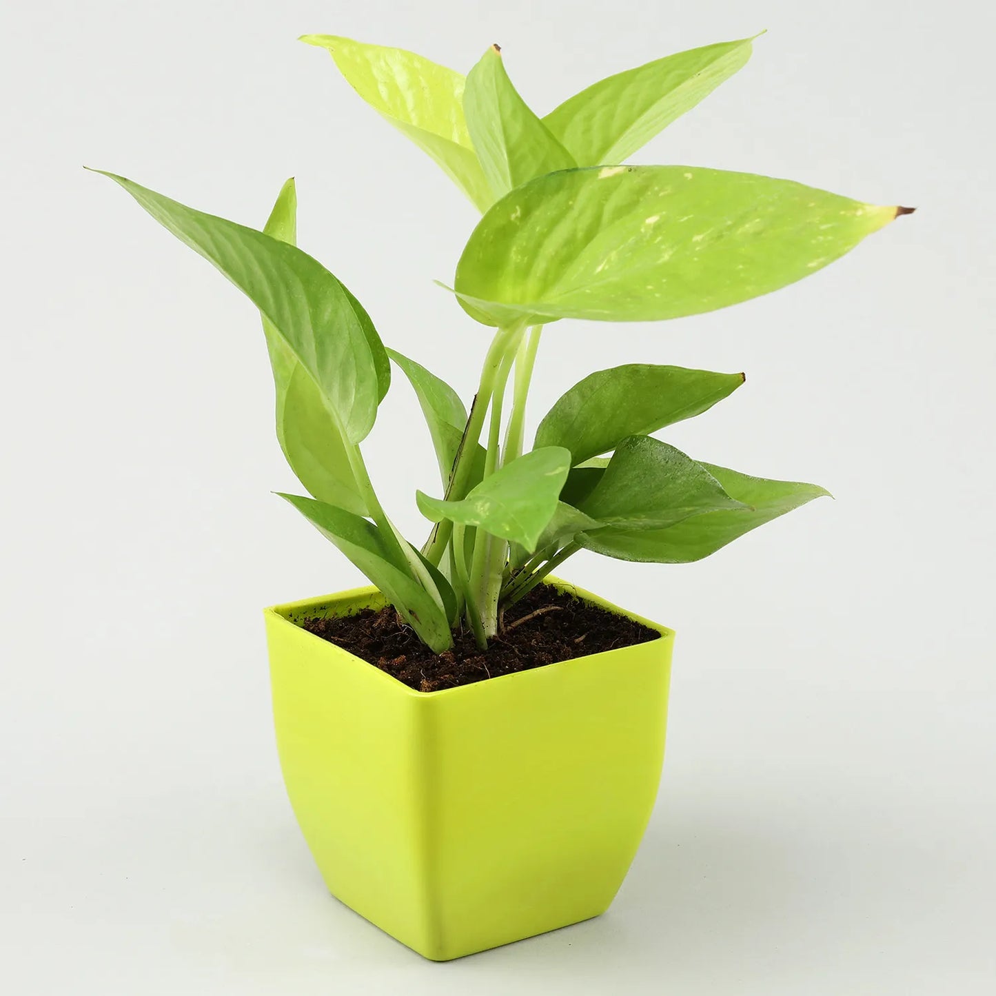 Money Jade Plant Set