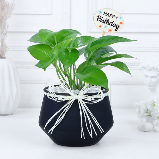 Money Plant Birthday Blossom