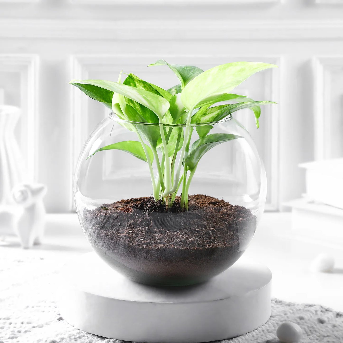 money plant in glass vase Money Plant With Round Glass – Mad For Gifts