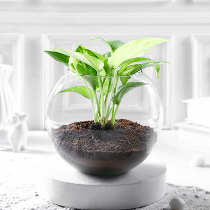 Money Plant With Round Glass