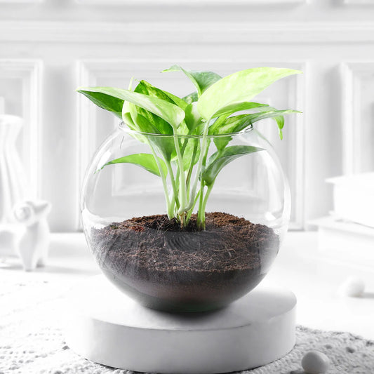 Money Plant With Round Glass