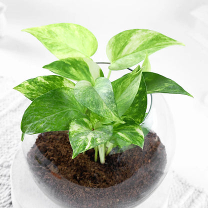 money plant glass pot Money Plant With Round Glass – Mad For Gifts