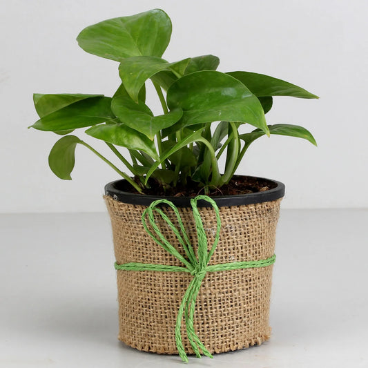 Money Plant in Black Plastic Pot