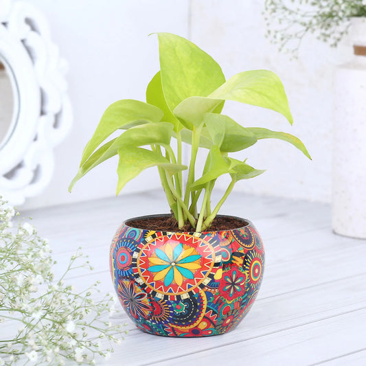 Money Plant In Rajwada Printed Pot