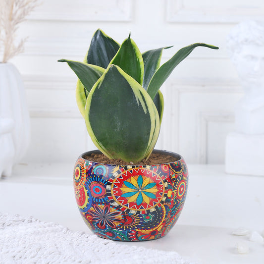 Radiant Resilience Sansevieria