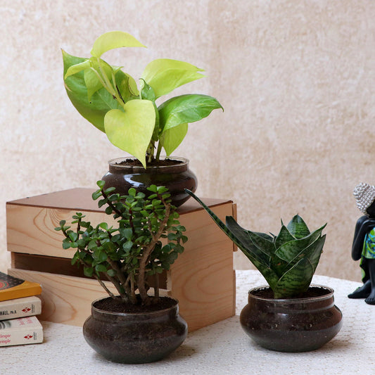 Set of Three Beautiful Plants In  Bowls