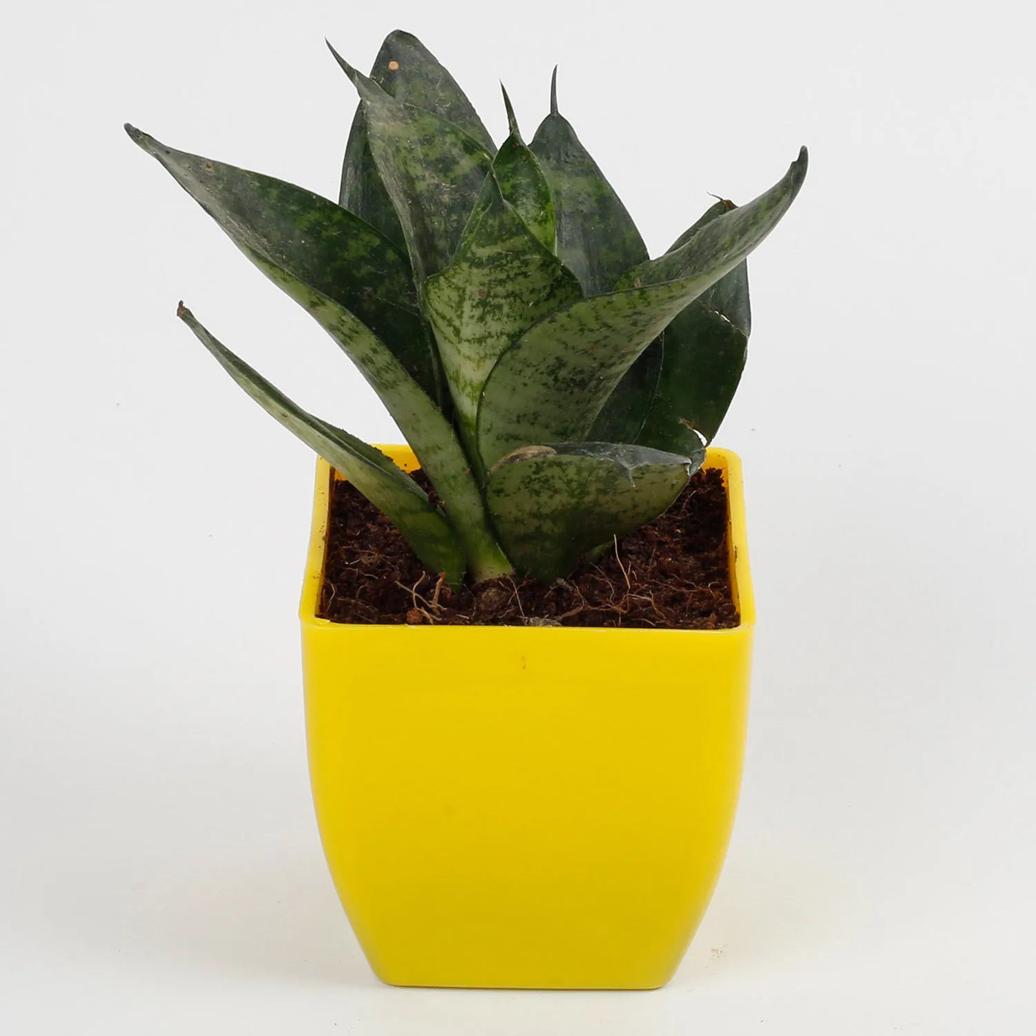 snakeskin sansevieria plant Snakeskin Sansevieria Plant in Imported Plastic Pot – Mad For Gifts