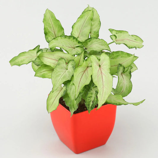 Syngonium Plant In Red Pot