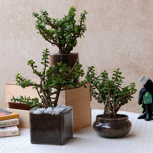 Threefold Jade Beauty Set