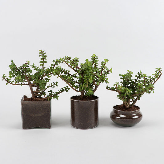 Threefold Jade Beauty Set